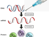 Γιατί μερικοί πιστεύουν ότι τα εμβόλια mRNA COVID-19 αλλάζουν το DNA μας;