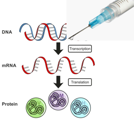 Γιατί μερικοί πιστεύουν ότι τα εμβόλια mRNA COVID-19 αλλάζουν το DNA μας;