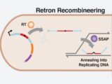 Οι Retrons συμμετέχουν στο CRISPR καθώς αυξάνεται ο αριθμός των εργαλείων για την επεξεργασία γονιδίων.