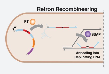 Οι Retrons συμμετέχουν στο CRISPR καθώς αυξάνεται ο αριθμός των εργαλείων για την επεξεργασία γονιδίων.