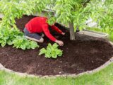 Gardener working in the garden doing the mulching